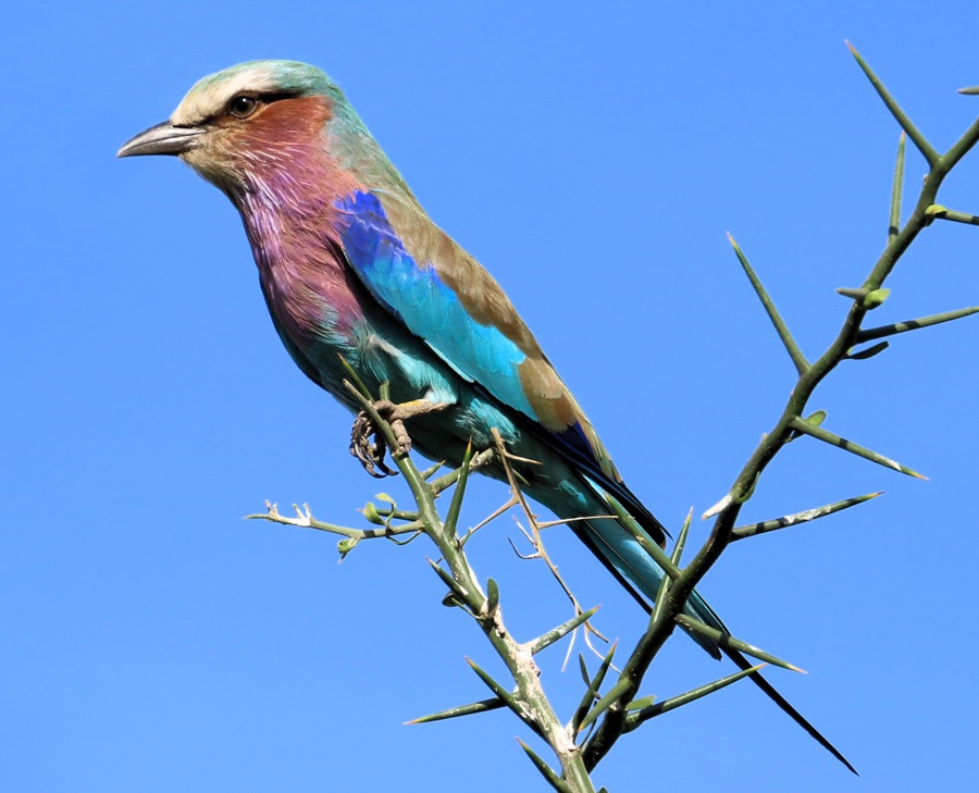 Lilac-breasted Roller . Photo © Gina Nichol
