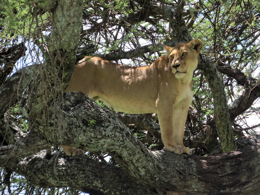 Lion! © Gina Nichol