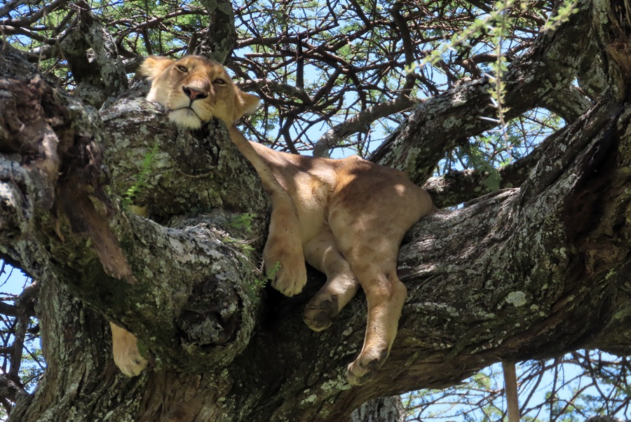 Another Lion acting like a cat © Gina Nichol