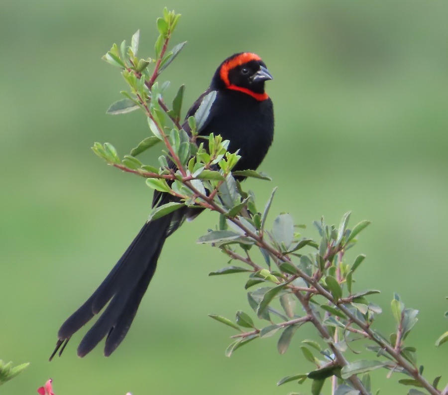 Red-collared Widowbird © Gina Nichol