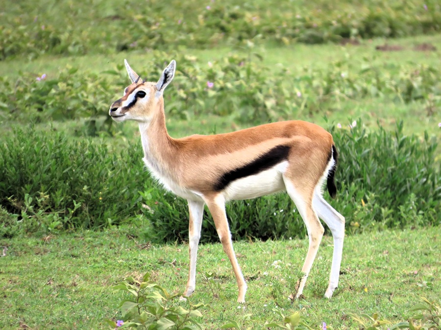 Thomson's Gazelle © Gina Nichol