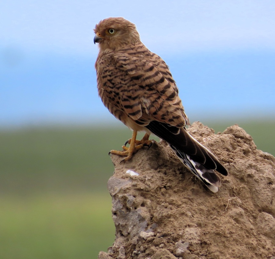 Greater Kestrel © Gina Nichol
