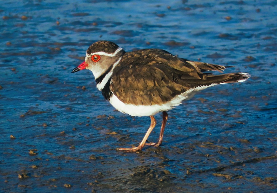 Three-banded Plover© Gina Nichol