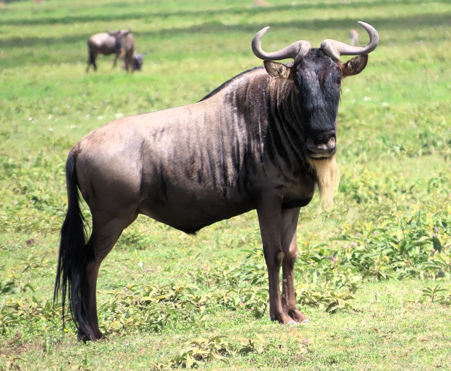 Wildebeest in Ngorongoro Crater © Gina Nichol