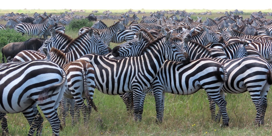 Zebra palooza © Gina Nichol