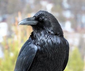 The ubiquitous Raven by Gina Nichol