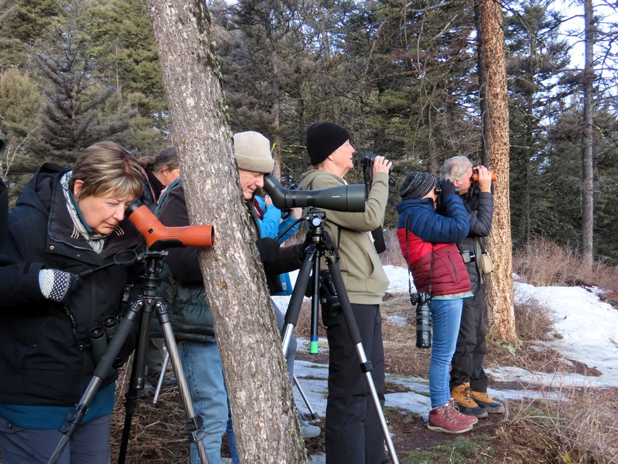 Looking at the Junction Butte Wolf pack with Rick McIntyre. Photo &copy; Gina Nichol 