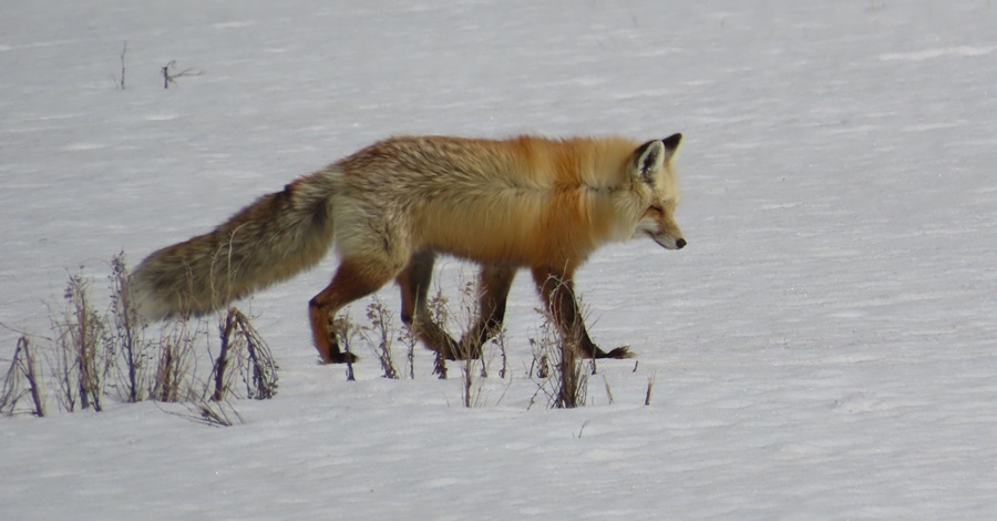 Red Fox. Photo &copy; Gina Nichol 