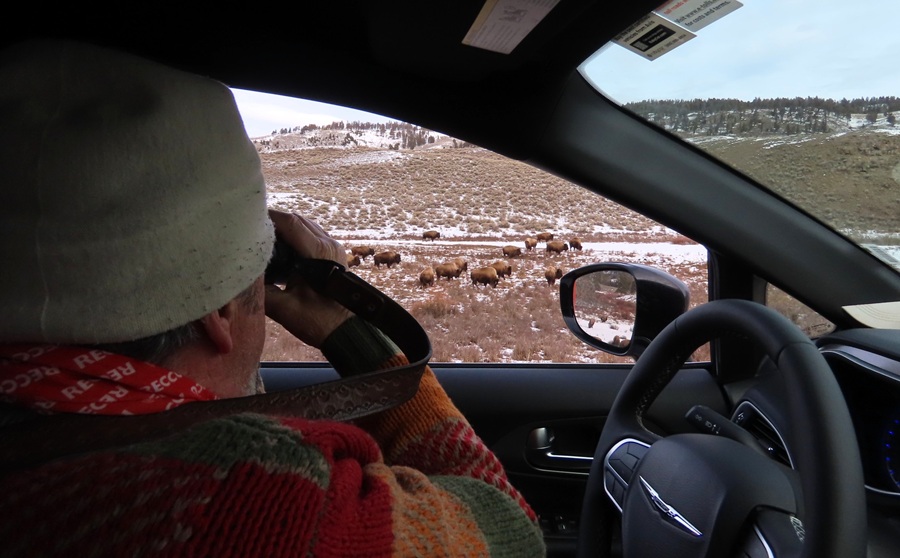 Denver checking the Bison herd. Photo &copy; Gina Nichol 