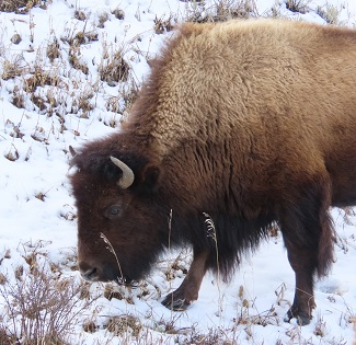 Bison by Gina Nichol