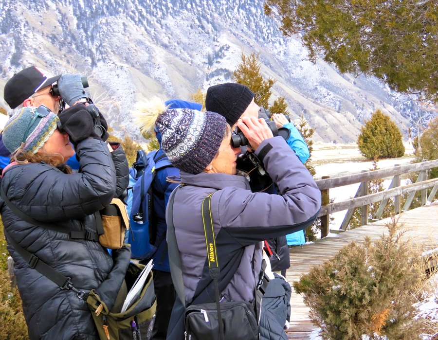 Birding at Mammoth Hot Springs. Photo &copy; Gina Nichol 