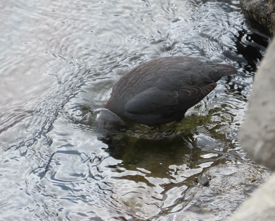 American Dipper dipping. Photo &copy; Gina Nichol 