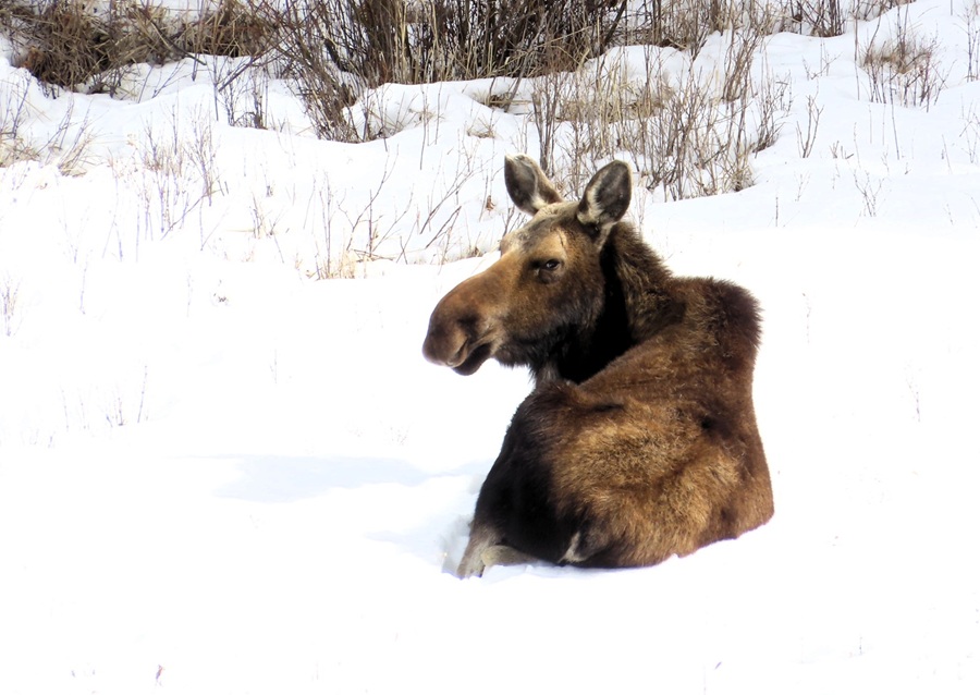 Moose! &copy; Gina Nichol 