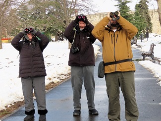 Watching Syrian Woodpecker in Serbia by Gina Nichol.