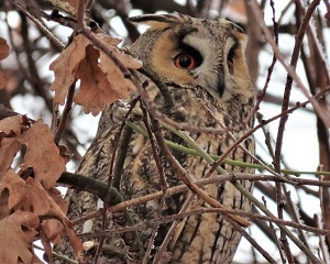 Long-eared Owl. Serbia by Gina Nichol