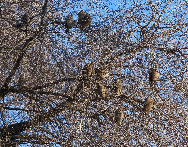 Long-eared Owls in Kikinda by Gina Nichol