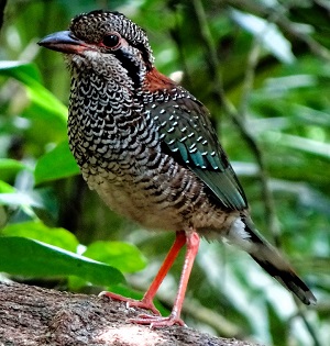 Scaly Ground Roller by Gina Nichol.