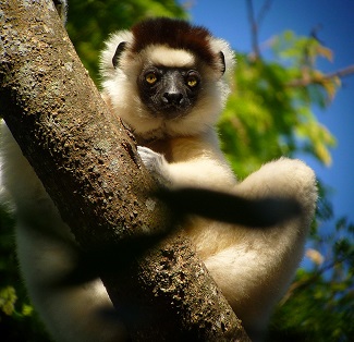 Verreaux's Sifaka by Gina Nichol