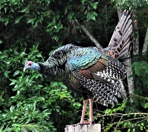 Ocellated Turkey, Belize