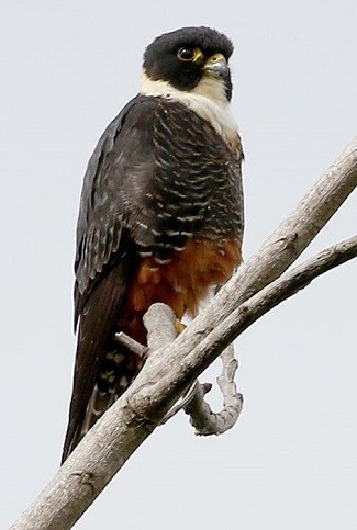 Bat Falcon by Steve Bird.