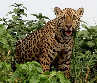 Jaguar