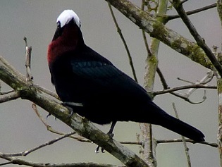 White-capped Tanager