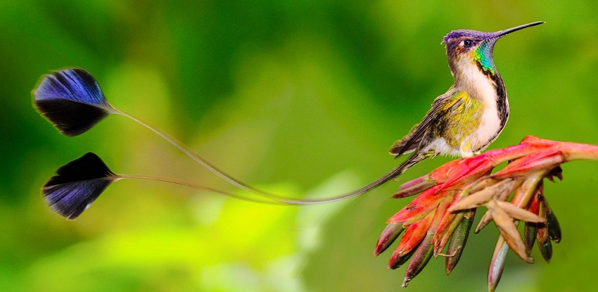 Marvelous Spatuletail, Peru