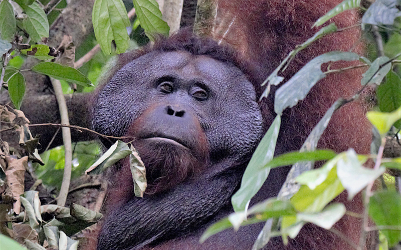 Orangutan