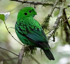 Whitehead's Broadbill