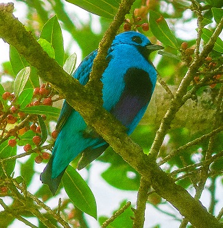 Turquoise Cotinga by Gina Nichol.