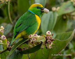 Golden-browed Chlorophonia by Jose Pablo Castillo