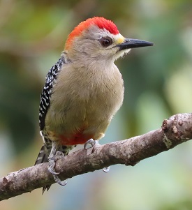 Red-crowned Woodpecker by Steve Bird.
