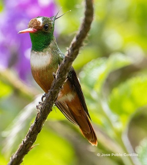 White-crested Coquette by Jose Pablo Castillo.
