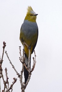 Long-tailed Silky Flycatcher by Gina Nichol.