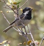 Cyprus Coal Tit