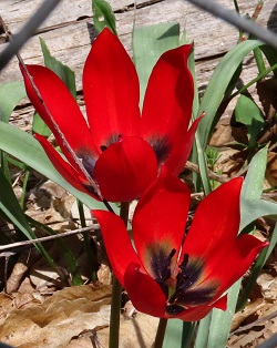 Aegean Tulip by Gina Nichol 