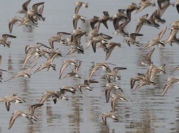 Migrating Semipalmated Sandpipers by Steve Bird.