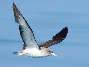 Cory's Shearwater by Gavin McKinnon.