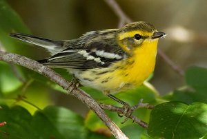 Blackburnian Warbler by Gavin McKinnon.