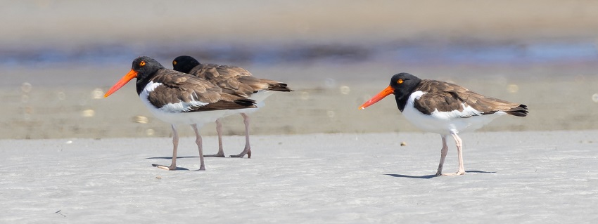 American Oystercatchers by Gavin McKinnon.