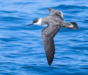 Great Shearwater by Gavin McKinnon.