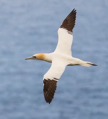 Northern Gannet by Gavin McKinnon