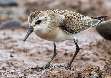 Semipalmated Sandpiper by Gavin McKinnon