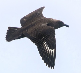 South Polar Skua by Gavin McKinnon
