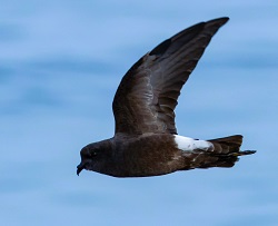 Wilson's Storm Petrel by Gavin McKinnon