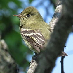 Yellow-bellied Flycatcher by Gina Nichol.
