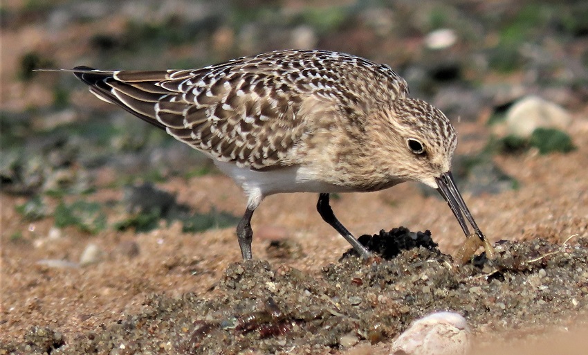 Baird's Sandpiper by Gina Nichol