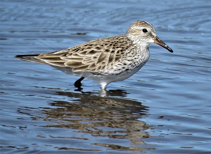 White-rumped Sandpiper by Gina Nichol