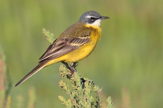Western Yellow Wagtail (Photo by Pedro Marques)